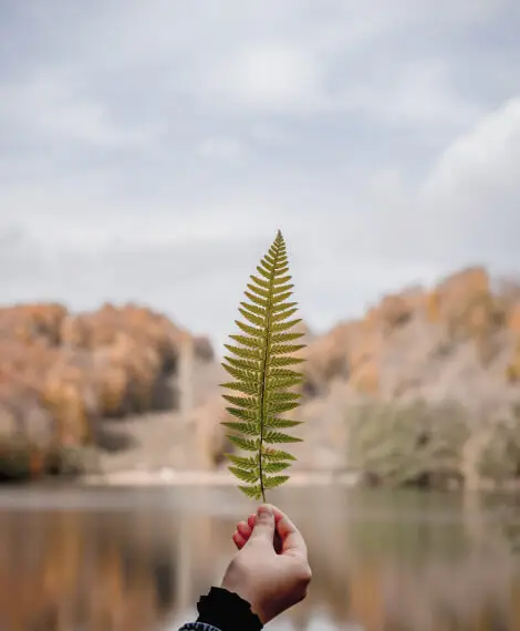 Hand holding a green fern leaf with a scenic autumn landscape in the background, symbolizing growth and opportunities.